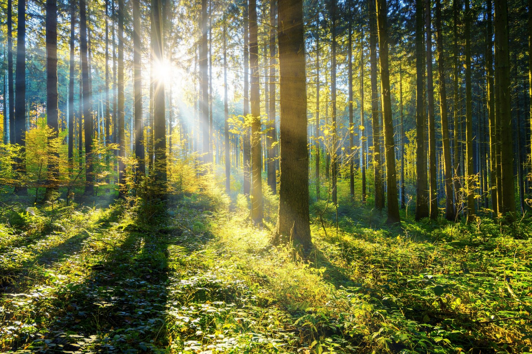 New partnership to see the use of waste wood become energy